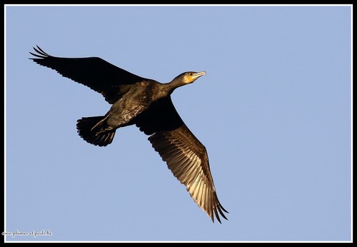 Grand Cormoran